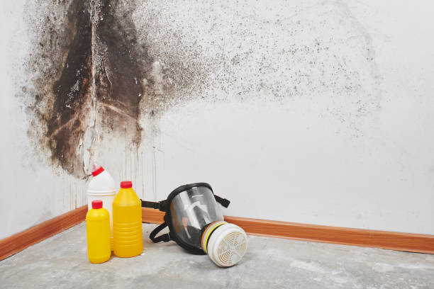 Best Mold Testing  in Mason City, IL