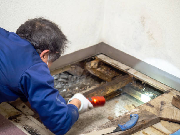 Best Home Mold Removal  in Mason City, IL
