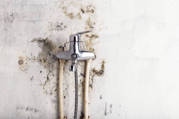 Best Mold Removal Company Near Me  in Mason City, IL
