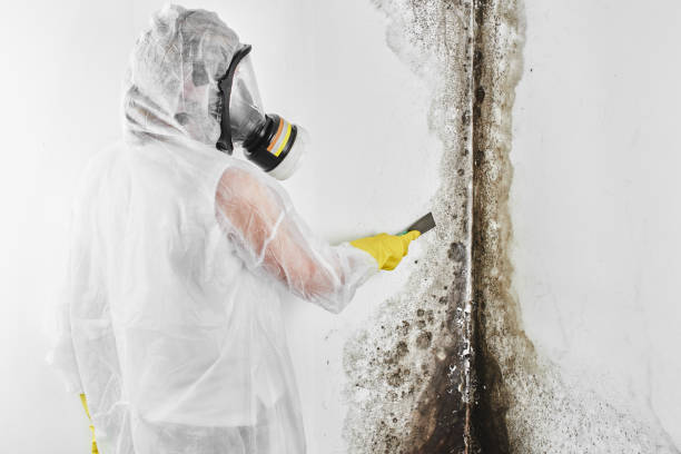 Best Local Mold Removal Service  in Mason City, IL