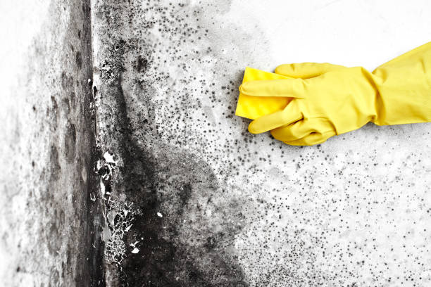 Best Residential Mold Removal  in Mason City, IL