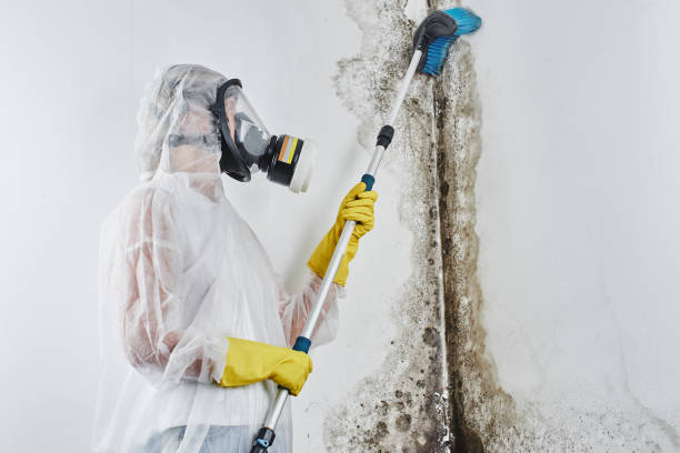 Best Commercial Mold Removal  in Mason City, IL