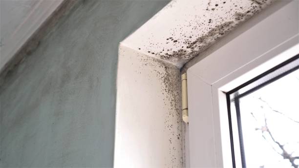 Trusted Mason City, IL Mold Removal Experts