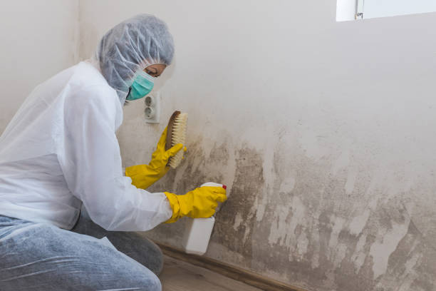 Best Emergency Mold Removal  in Mason City, IL