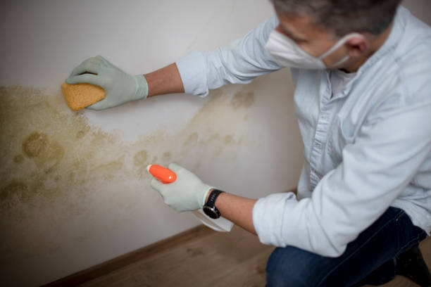 Best Same-Day Mold Removal  in Mason City, IL