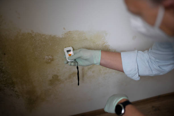 Best Mold Damage Repair  in Mason City, IL