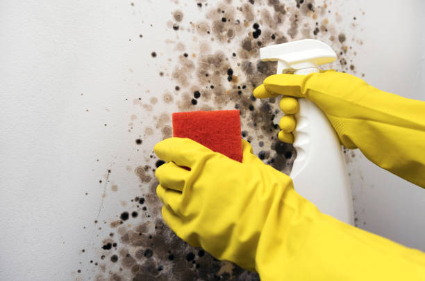 Best Professional Mold Removal  in Mason City, IL
