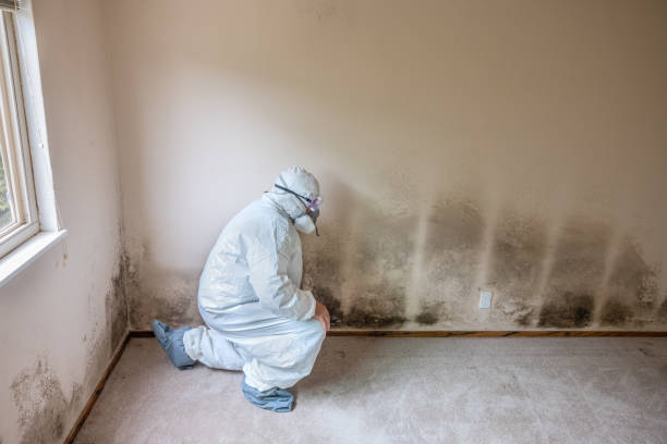 Attic Mold Removal in Mason City, IL