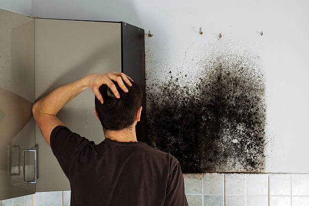 Best Certified Mold Removal  in Mason City, IL