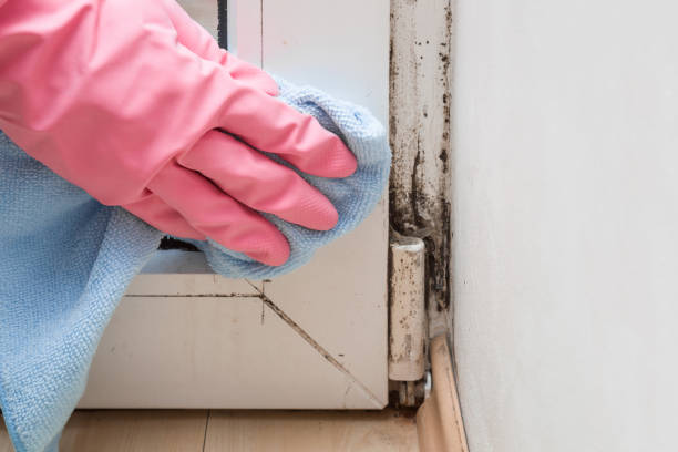 Best Mold Cleaning Services  in Mason City, IL