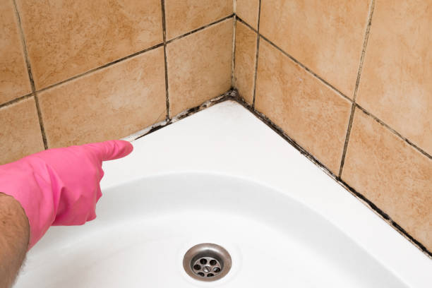 Best Mold Removal Near Me  in Mason City, IL